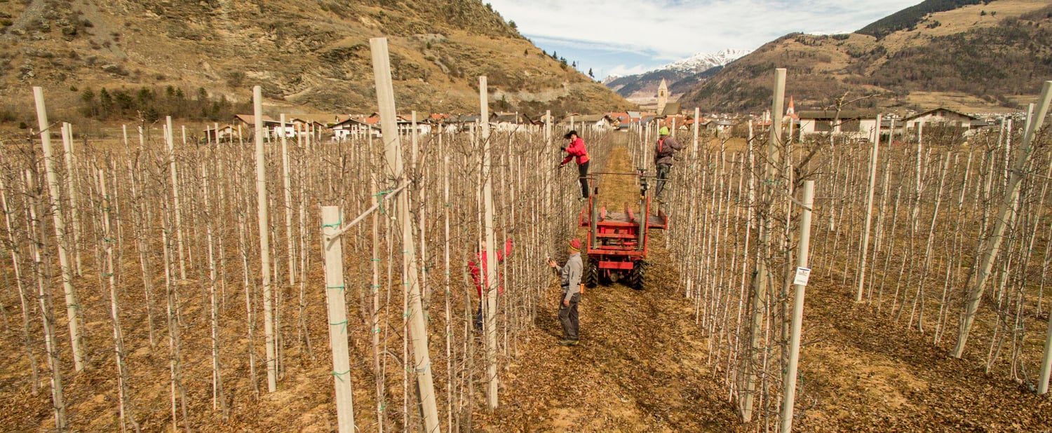 L'arte suprema della potatura degli alberi