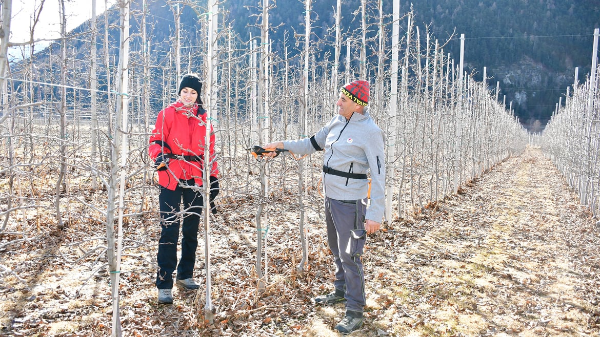 The supreme art of tree pruning