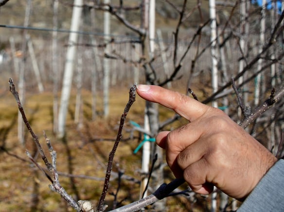 L'arte suprema della potatura degli alberi