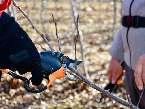 The supreme art of tree pruning