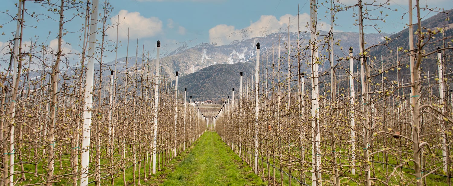 Agricultura en armonía con la naturaleza gracias a las variedades resistentes a la sarna del manzano