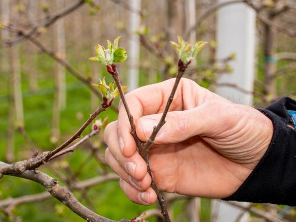 Naturnahe Landwirtschaft mit schorfresistenten Sorten