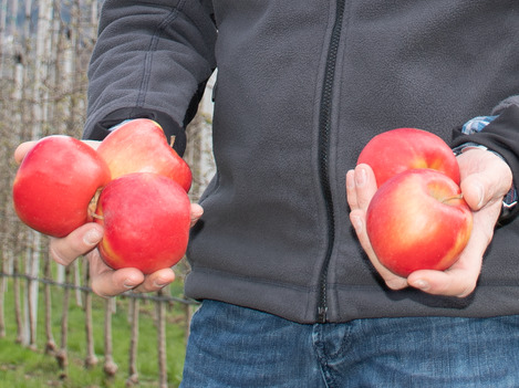 Nature-based agriculture with scab-resistant varieties