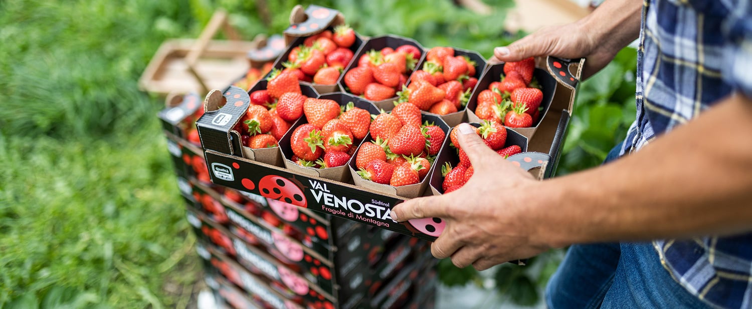 Fragole della Val Venosta