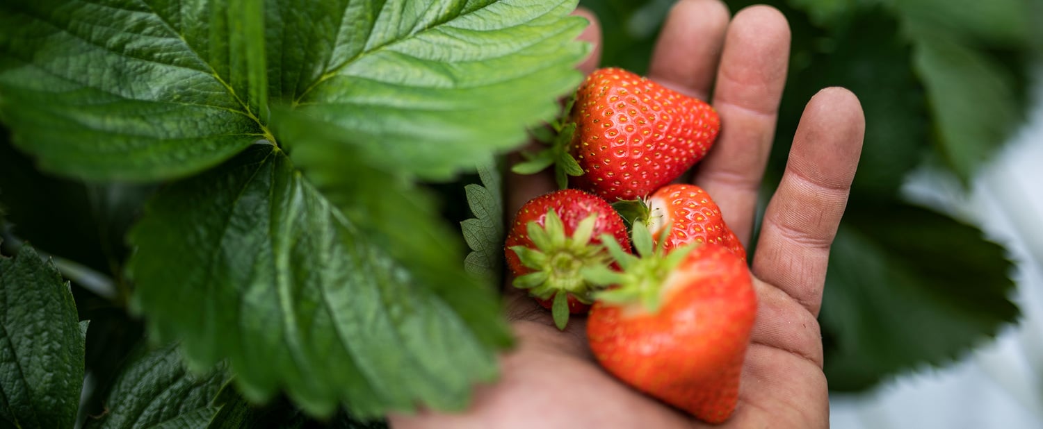 Una fragola senza eguali