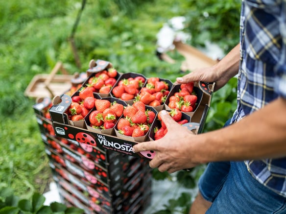 Una fragola senza eguali