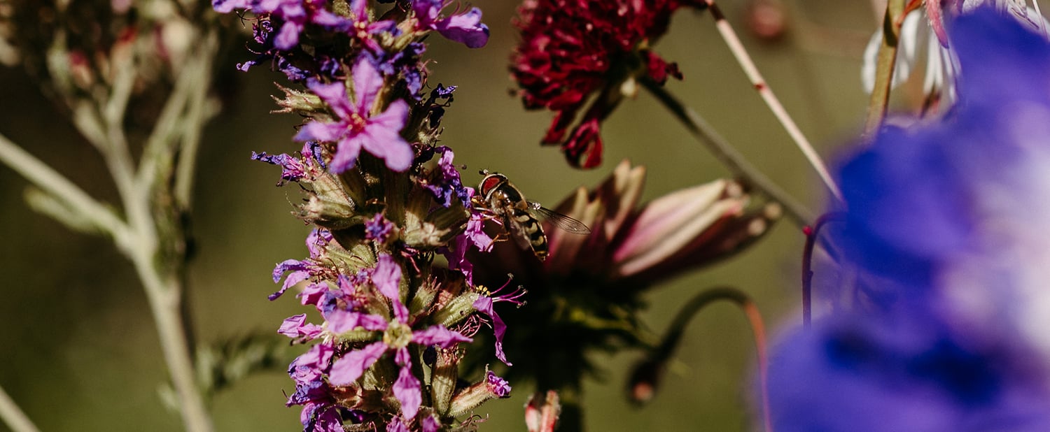 Bienenweide am Latscher Sonnenberg