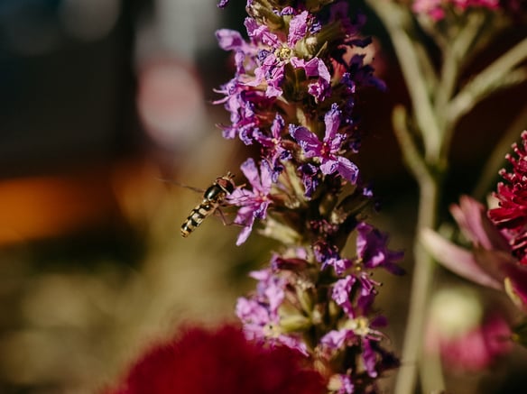 Bienenweide am Latscher Sonnenberg