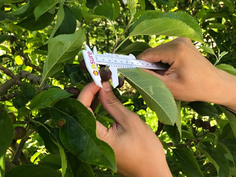 Expertenteam garantiert die Qualität der Vinschger Bio-Äpfel