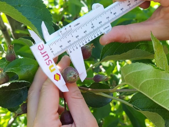 Expertenteam garantiert die Qualität der Vinschger Bio-Äpfel