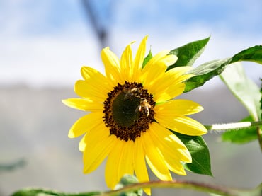 I miei fiori per il meleto del nonno