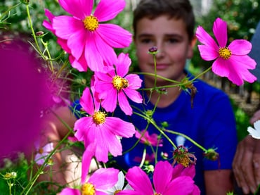 I miei fiori per il meleto del nonno