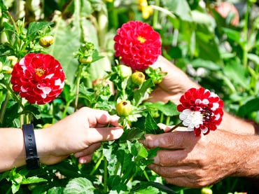 Mis flores para el huerto de manzanas del abuelo