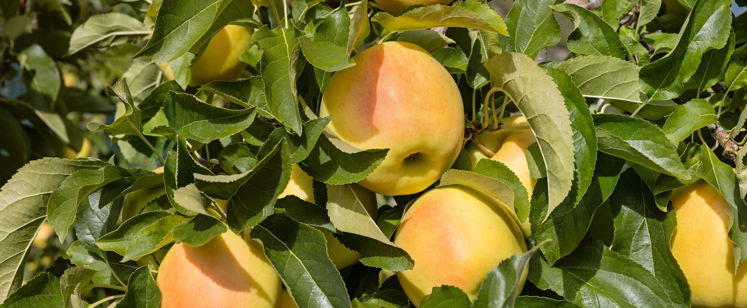 VIP auf der Fruit Attraction in Madrid