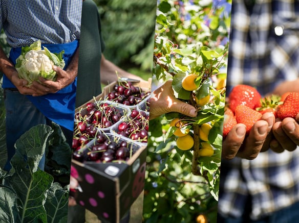 VIP zieht eine positive Bilanz im Verkauf der saisonalen Sommerprodukte