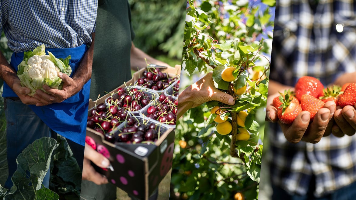 VIP zieht eine positive Bilanz im Verkauf der saisonalen Sommerprodukte