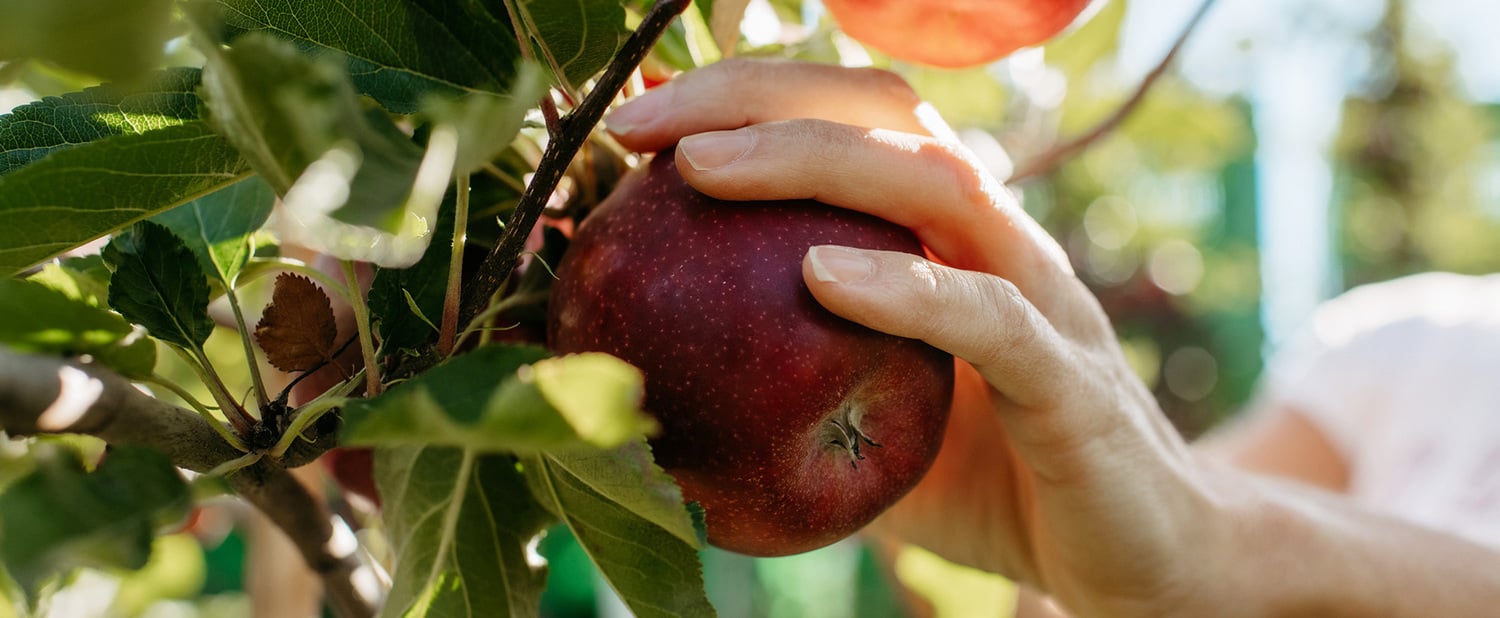 Bio-Äpfel aus dem Vinschgau das ganze Jahr erhältlich