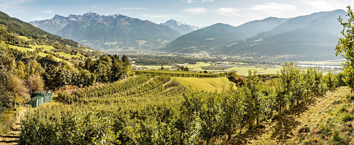 Der heiße Sommer wirkt sich auf die Verkaufssaison der Äpfel aus