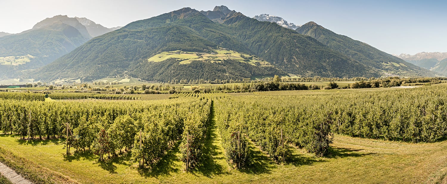 La sfida e le opportunità delle mele della Val Venosta