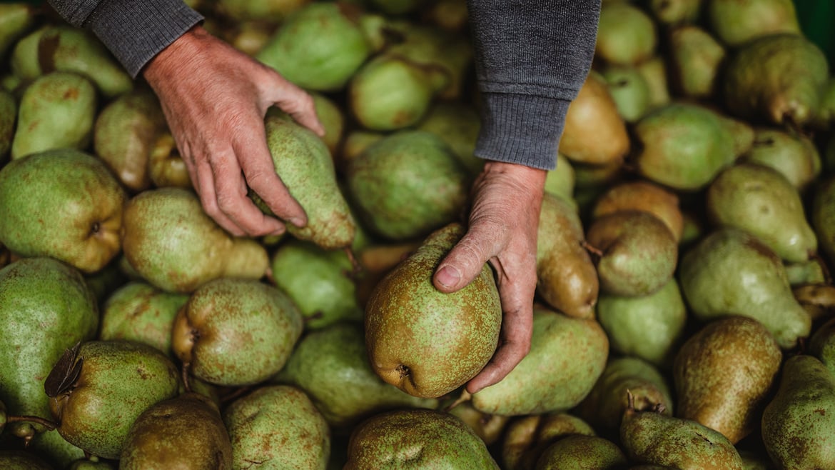 Pears South Tyrol