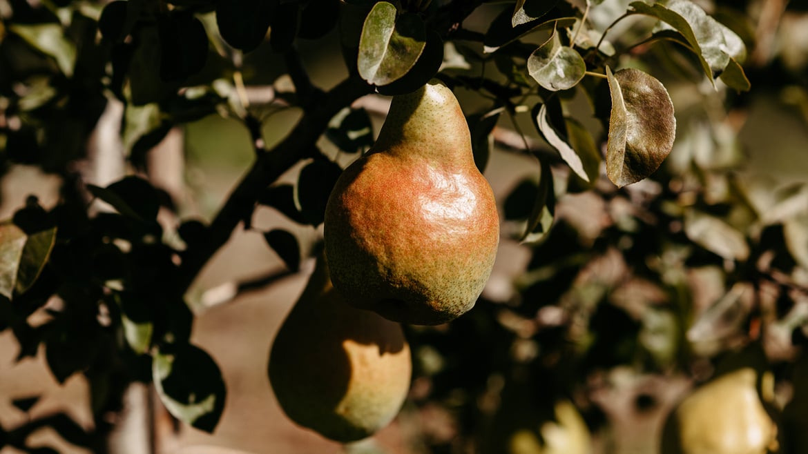 Pears South Tyrol