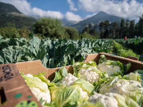 Premesse favorevoli alla campagna 2023