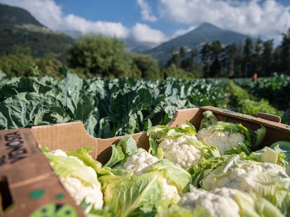 Premesse favorevoli alla campagna 2023
