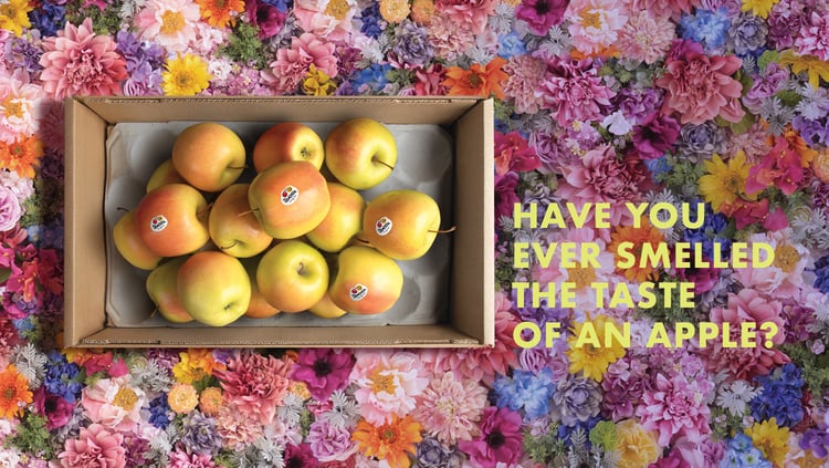 THE SENSE OF SMELL