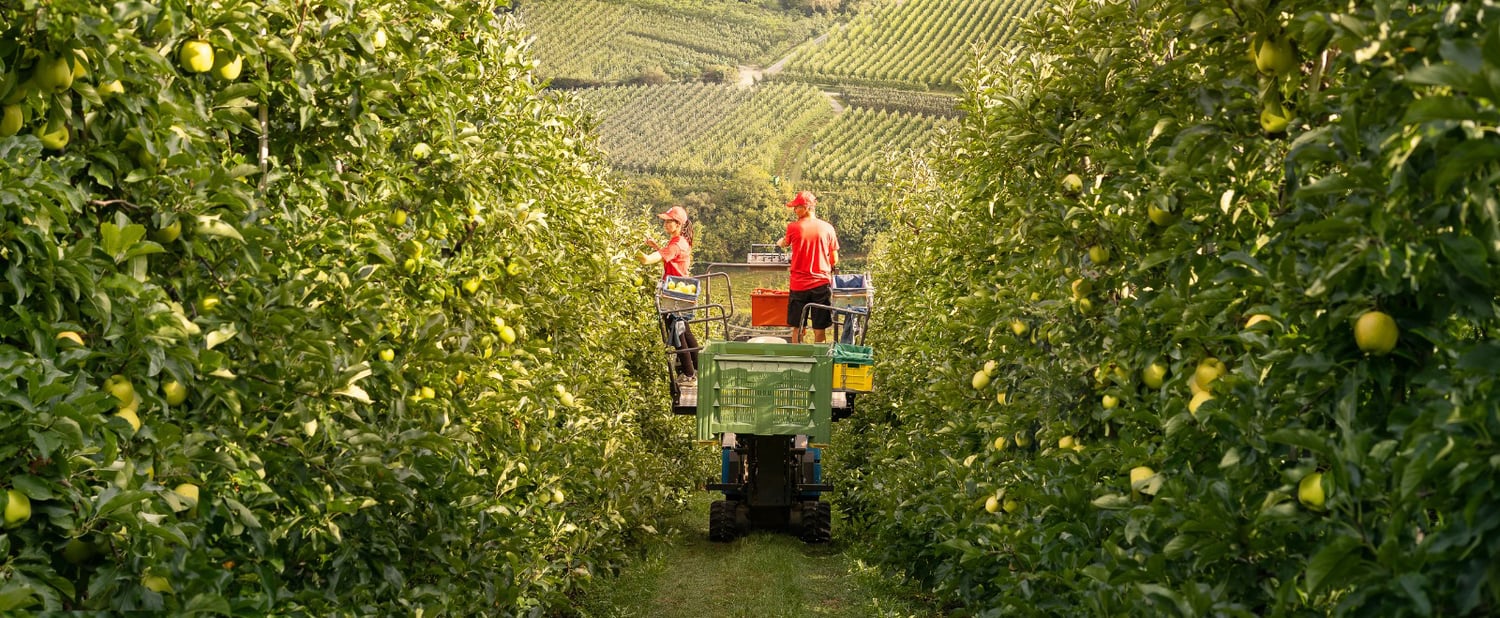 In arrivo da VIP Kanzi® e Ambrosia™, oltre a Red Delicious