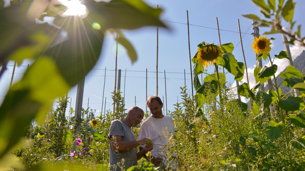 VIP: sustainable fruit growing to respect nature and ensure profitability