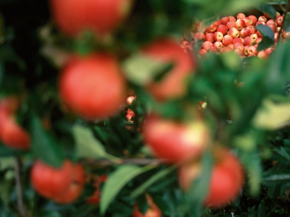 Bio überzeugt: VIP schließt mit positivem Ergebnis ab und blickt nach vorne