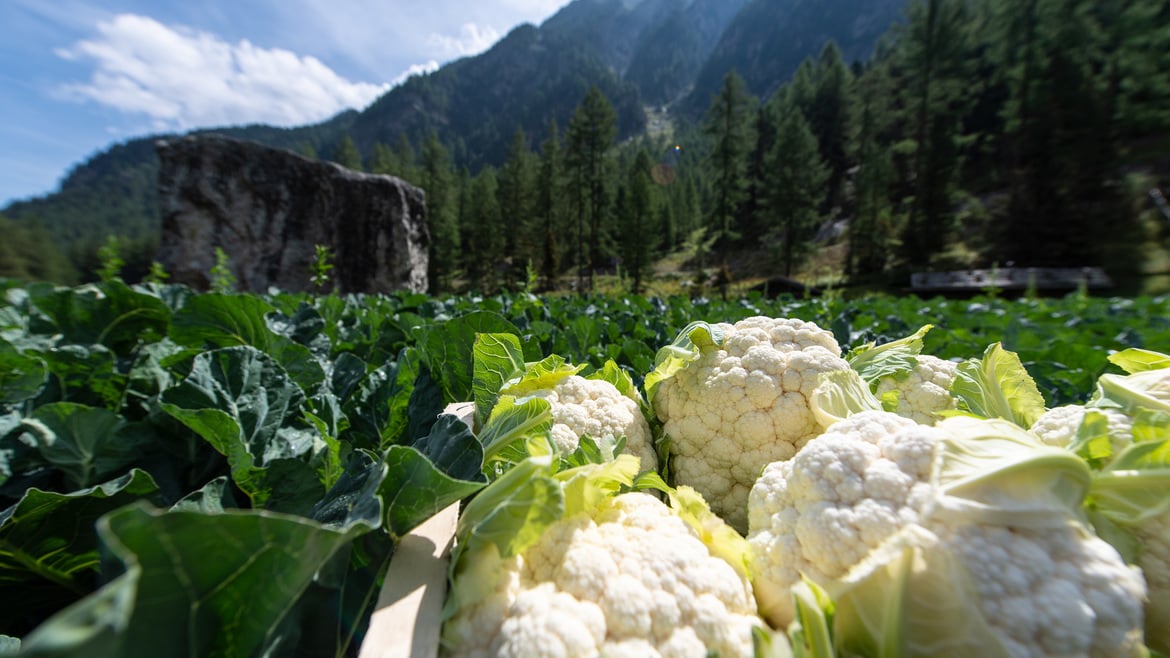 Val Venosta, un paniere di eccellenze: iniziata la stagione del cavolfiore di montagna