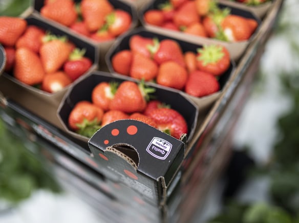 Crescita della produzione: il futuro delle fragole della Val Venosta è green