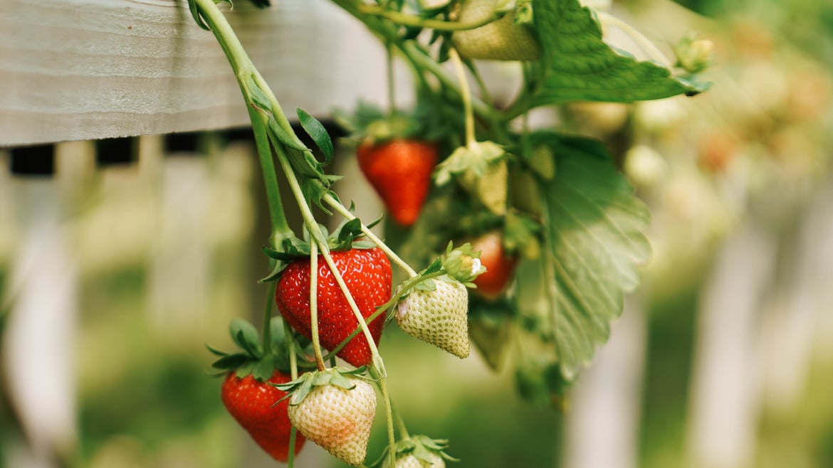 Crescita della produzione: il futuro delle fragole della Val Venosta è green