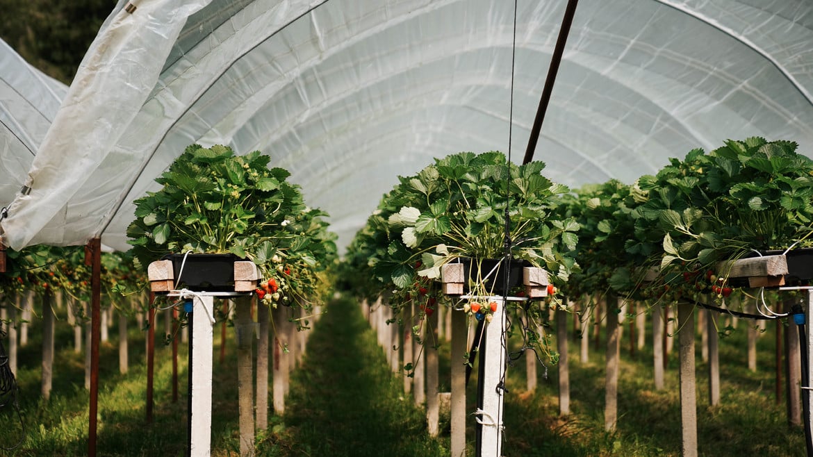 Crescita della produzione: il futuro delle fragole della Val Venosta è green