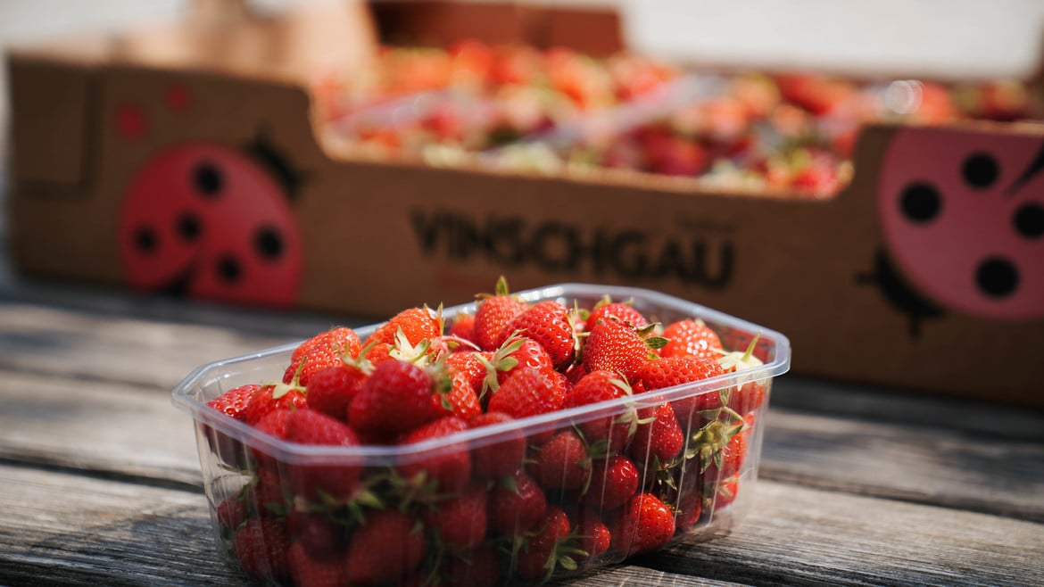 Crescita della produzione: il futuro delle fragole della Val Venosta è green