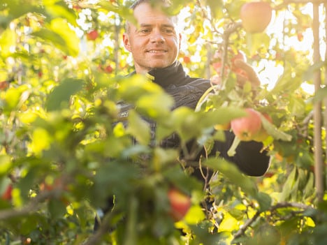 VIP bestätigt Führungsposition als Bio-Apfelproduzent in Europa