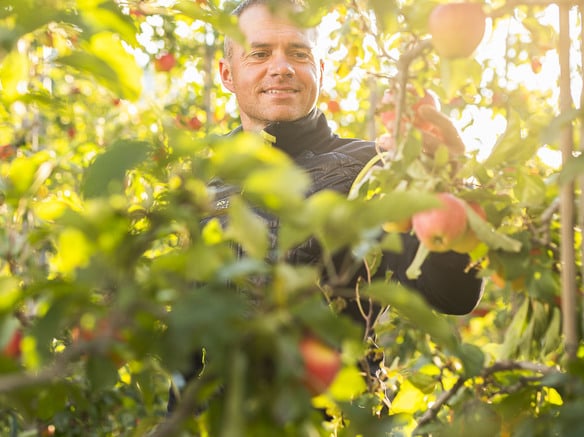 VIP bestätigt Führungsposition als Bio-Apfelproduzent in Europa