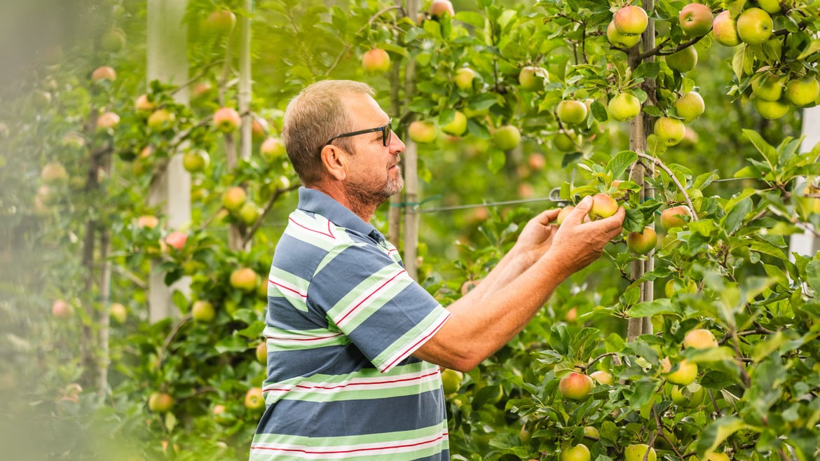 VIP bestätigt Führungsposition als Bio-Apfelproduzent in Europa