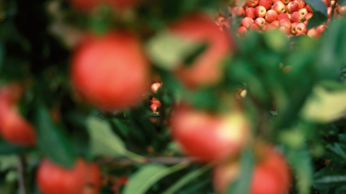 VIP bestätigt Führungsposition als Bio-Apfelproduzent in Europa