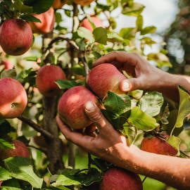 Tappeiner Michael Walter