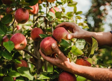 Tappeiner Michael Walter