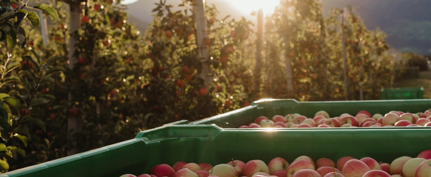 Tappeiner Michael Walter