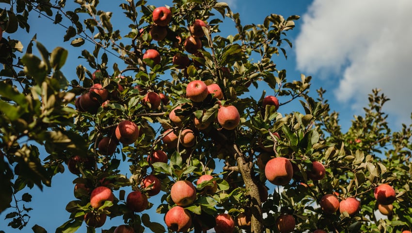 Tappeiner Michael Walter