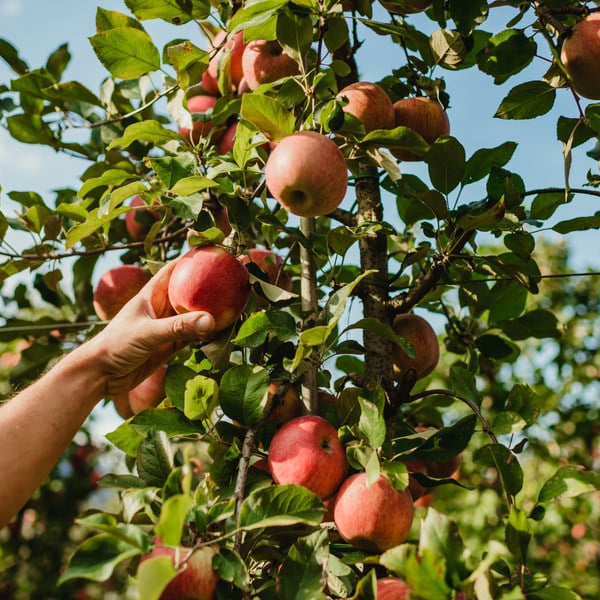 Tappeiner Michael Walter