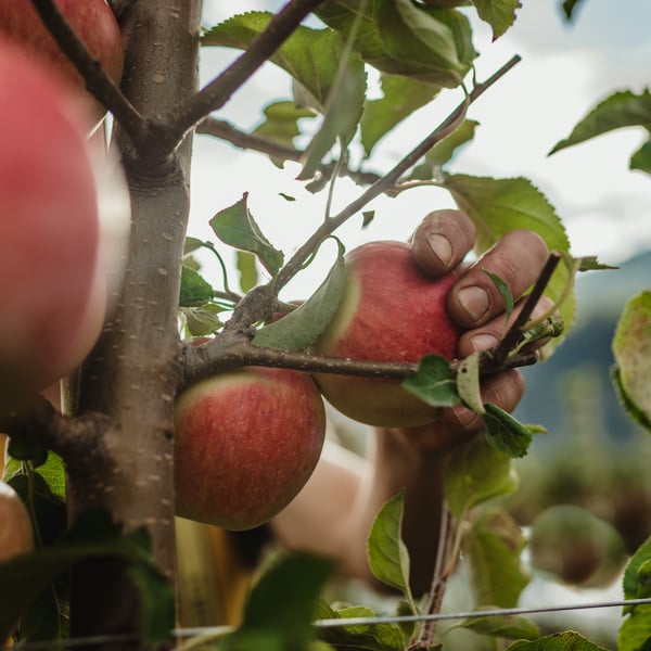 Tappeiner Michael Walter