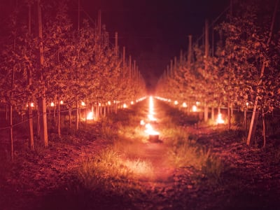 Klang im Lichtermeer zwischen den Apfelbäumen