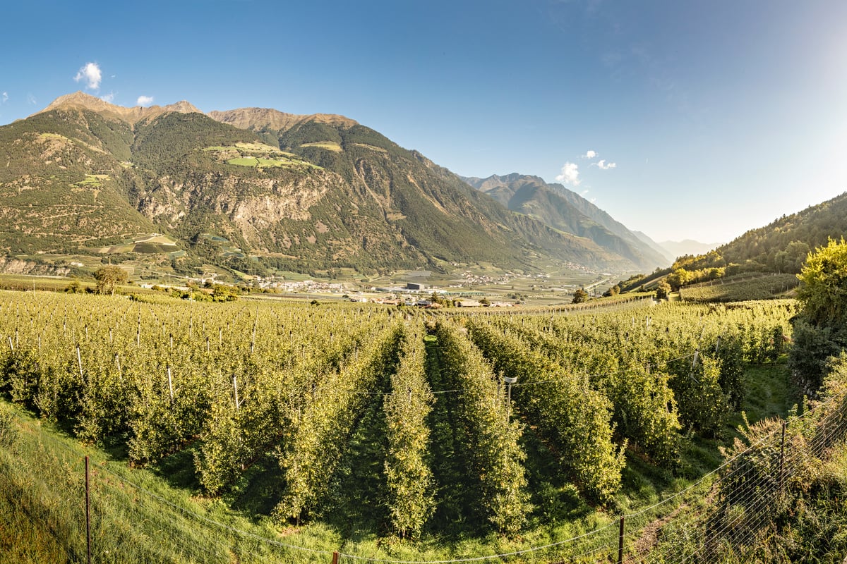 Mit dem Vinschger Zug durchs Apfelparadies
