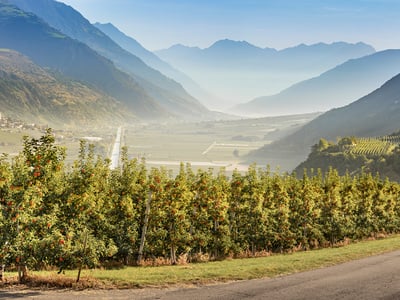 Mit dem Vinschger Zug durchs Apfelparadies